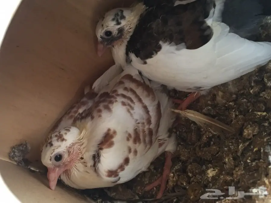 حمام مشكل متوالف  (image 6)