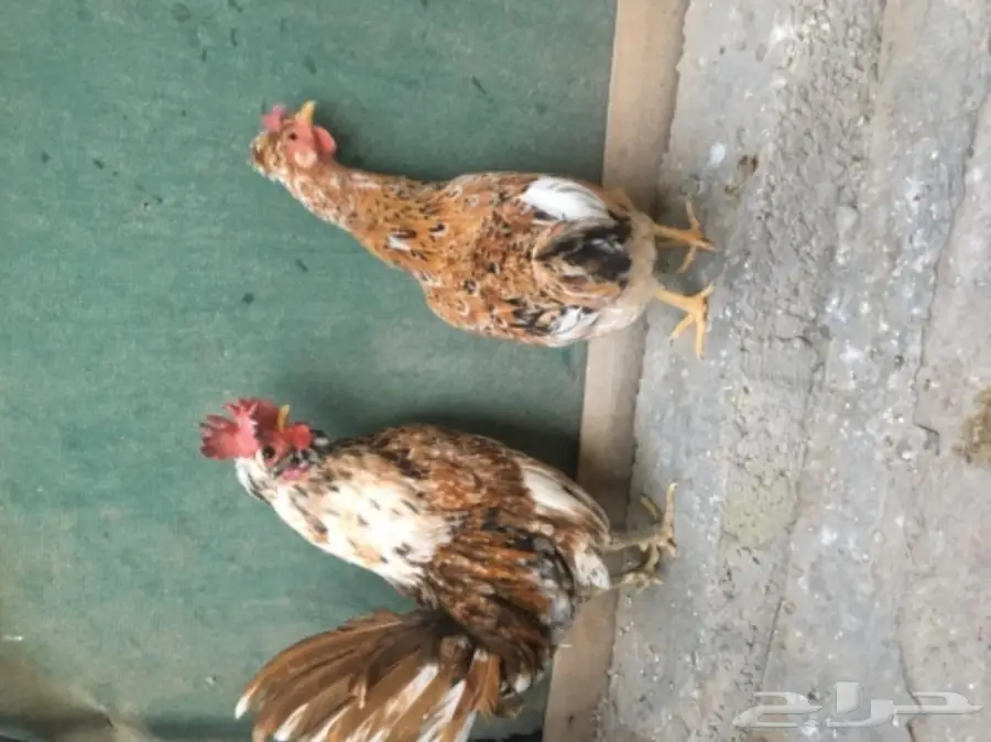 للبيع ديك ودجاجه 