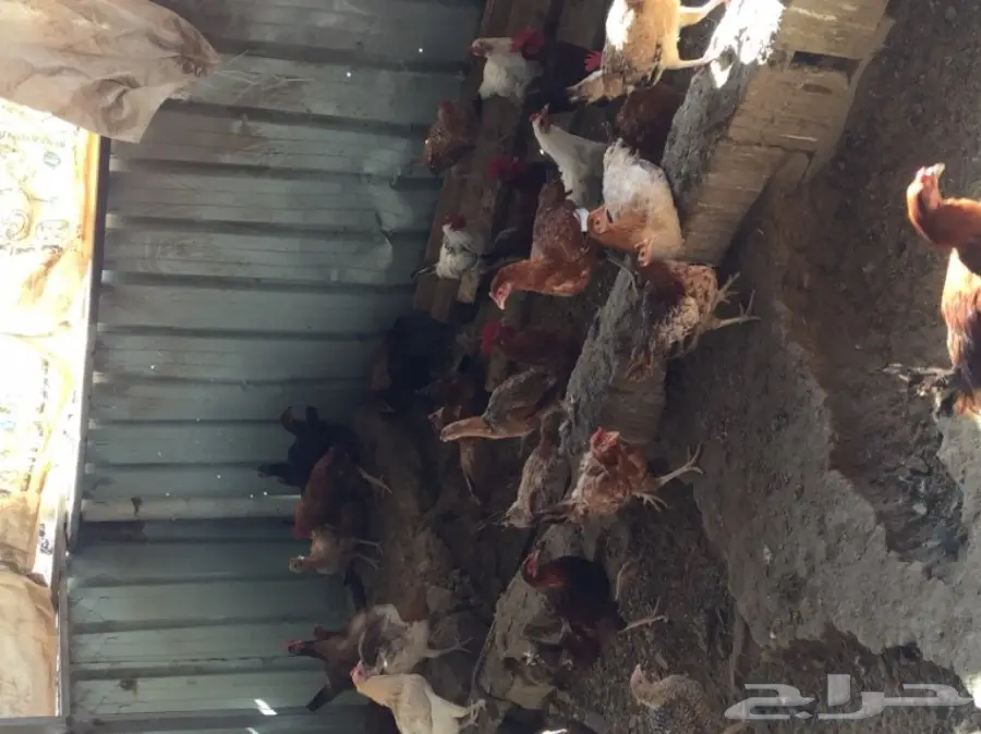 مزرعة دواجن للتقبيل 