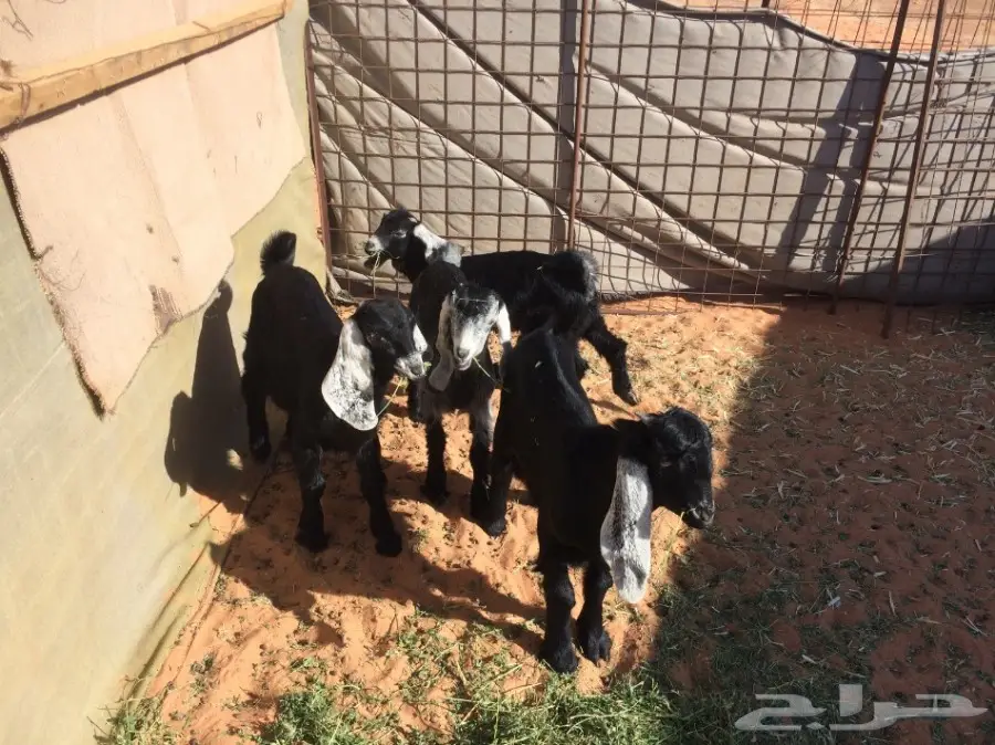 تيسين وجفرتين