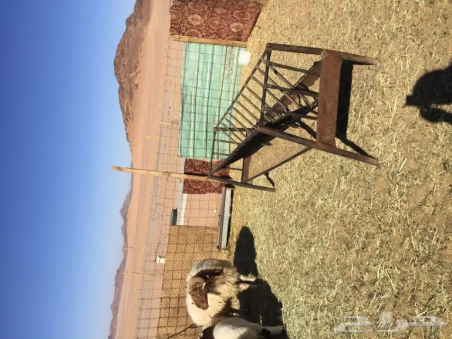 خروف فحل نعيمي 