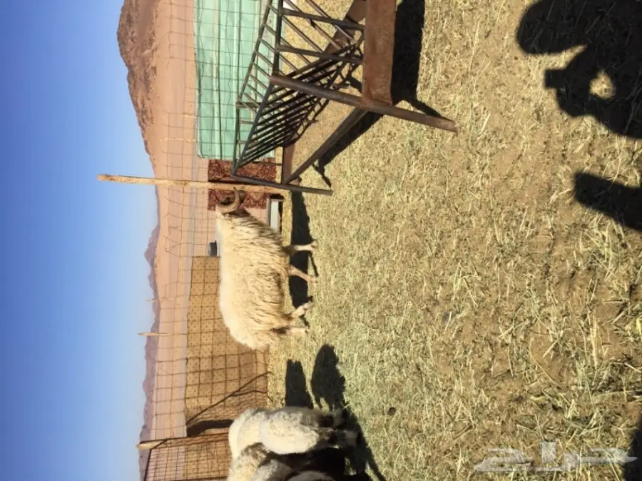 خروف فحل نعيمي  (image 1)