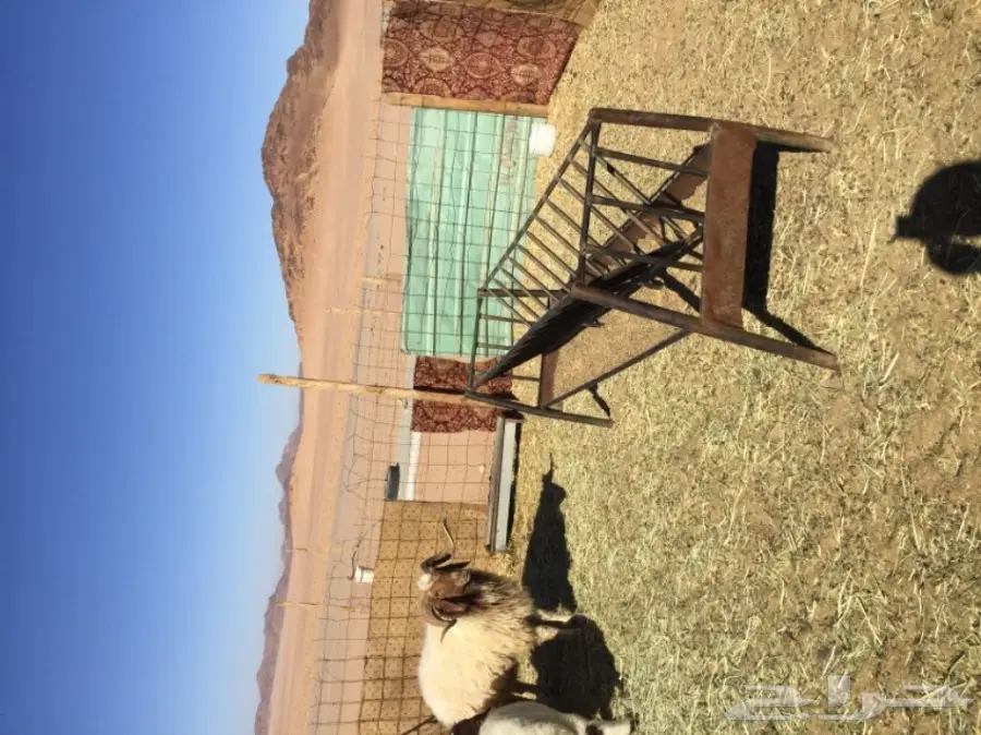 خروف فحل نعيمي  (image 2)