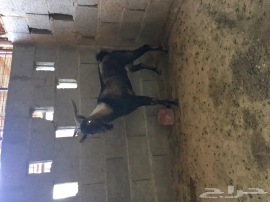 ولد ولد وعل 