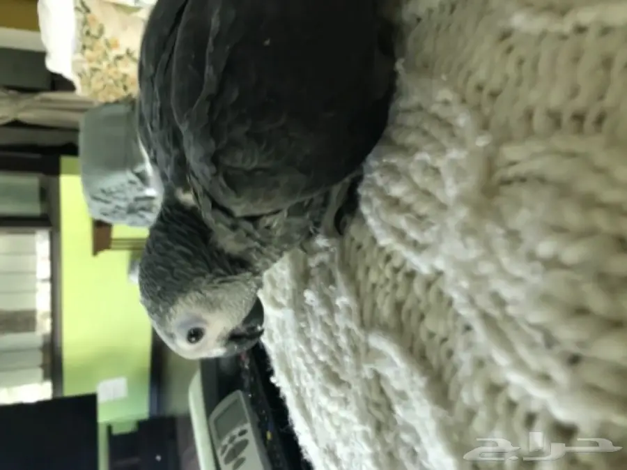 فرخ كاسكو انتاج محلي عمر شهرين 