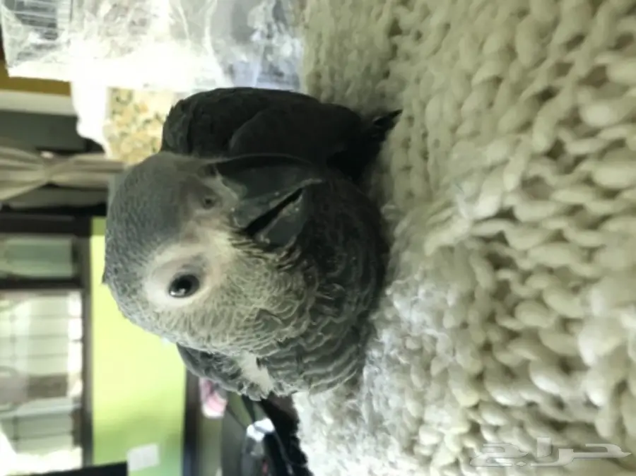 فرخ كاسكو انتاج محلي عمر شهرين  (image 1)