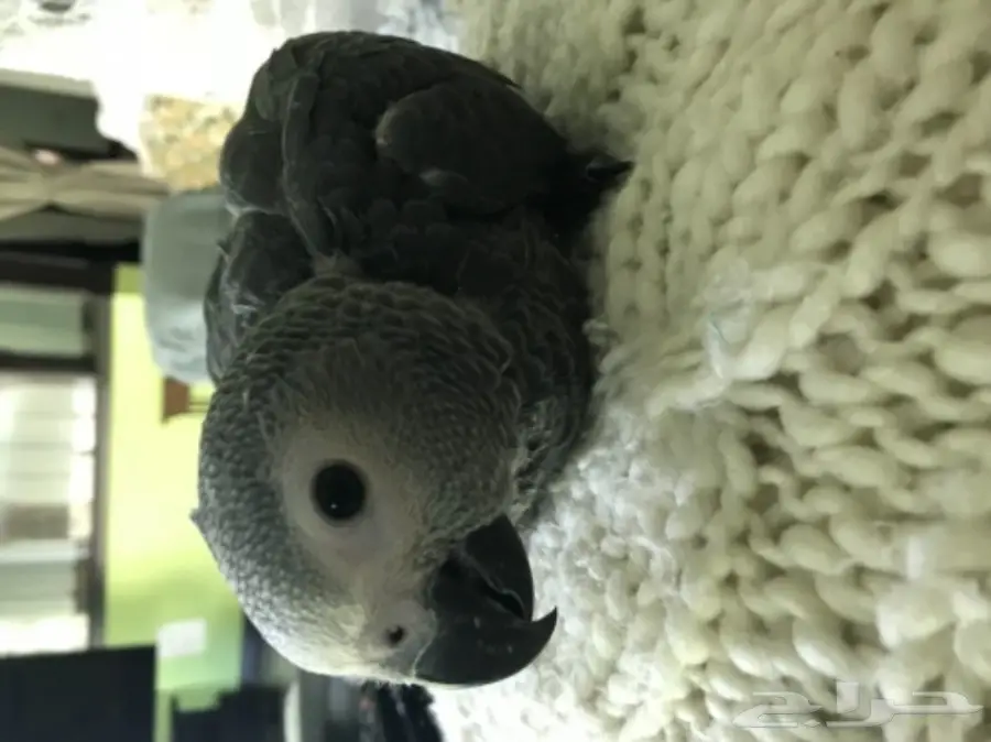 فرخ كاسكو انتاج محلي عمر شهرين  (image 2)