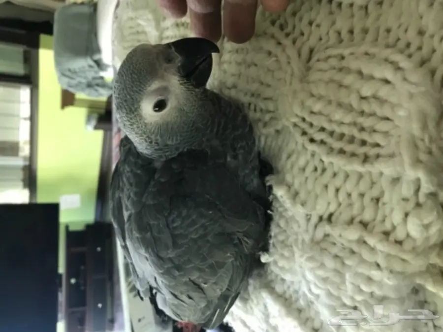 فرخ كاسكو انتاج محلي عمر شهرين  (image 3)