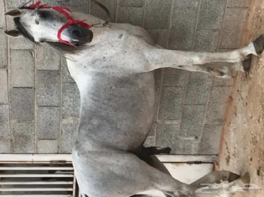 حصان جزيري واهو  مدهووون وتر للبيع 