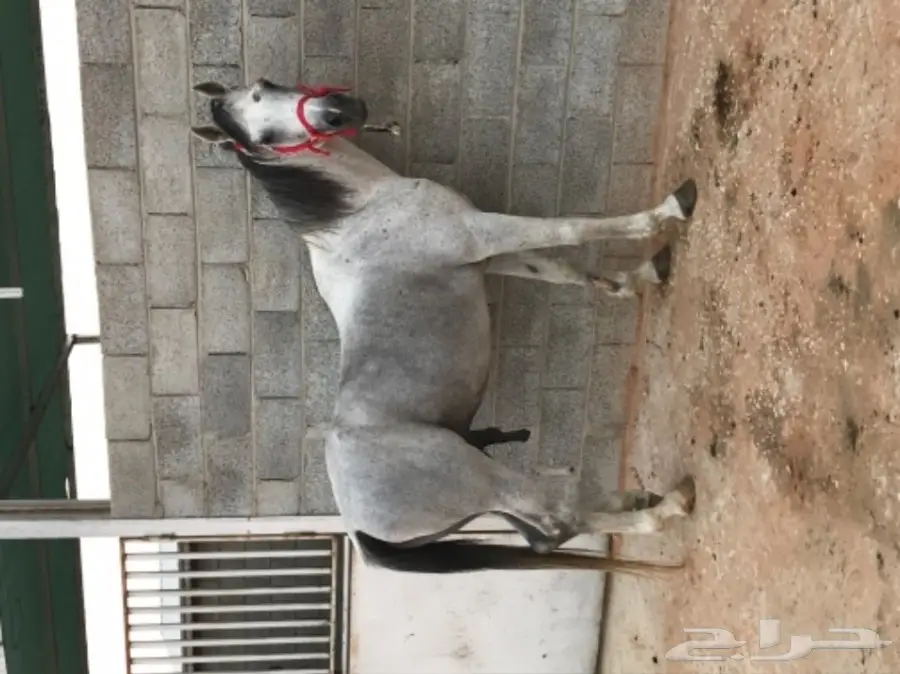 حصان جزيري واهو  مدهووون وتر للبيع  (image 1)