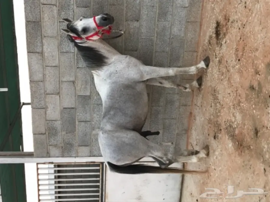 حصان جزيري واهو  مدهووون وتر للبيع  (image 2)