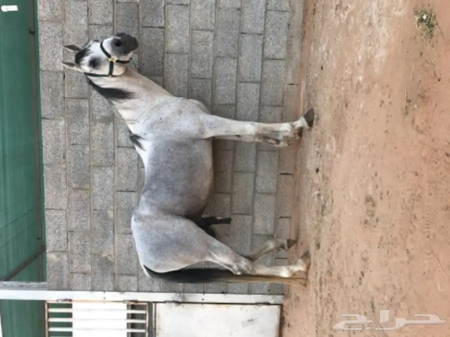 حصان جزيري واهو  مدهووون وتر للبيع  (image 3)