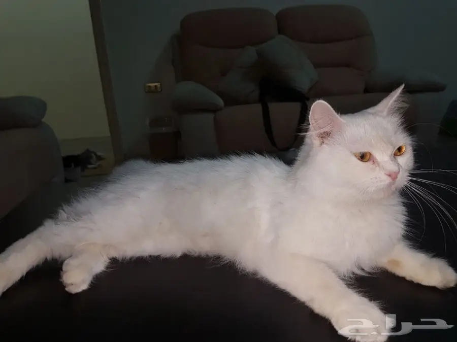 قط شيرازي للتبني 