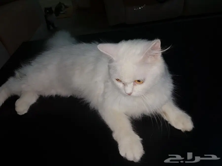 قط شيرازي للتبني  (image 1)