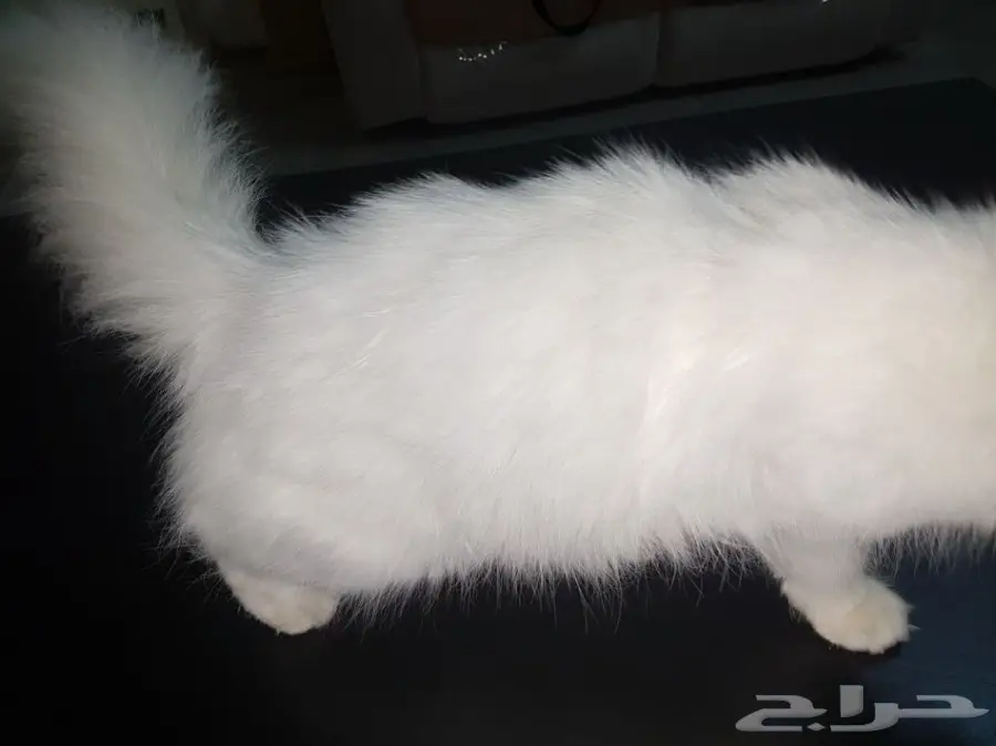 قط شيرازي للتبني  (image 5)