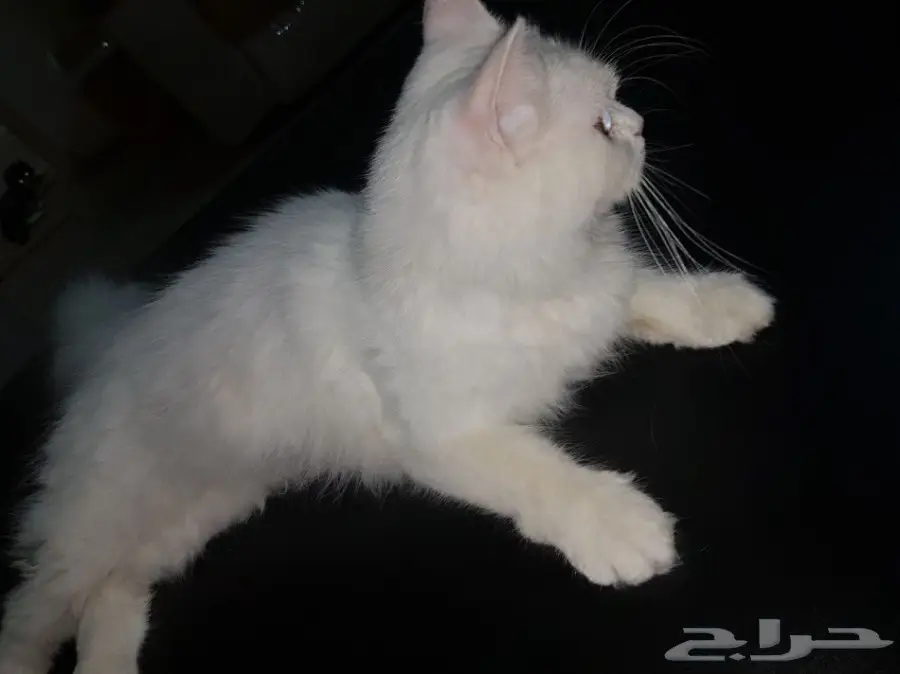 قط شيرازي للتبني  (image 6)
