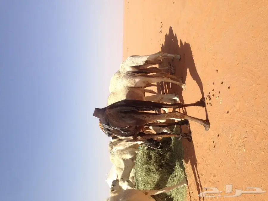 ابل وضح العدد 10 مع الرحول (image 6)