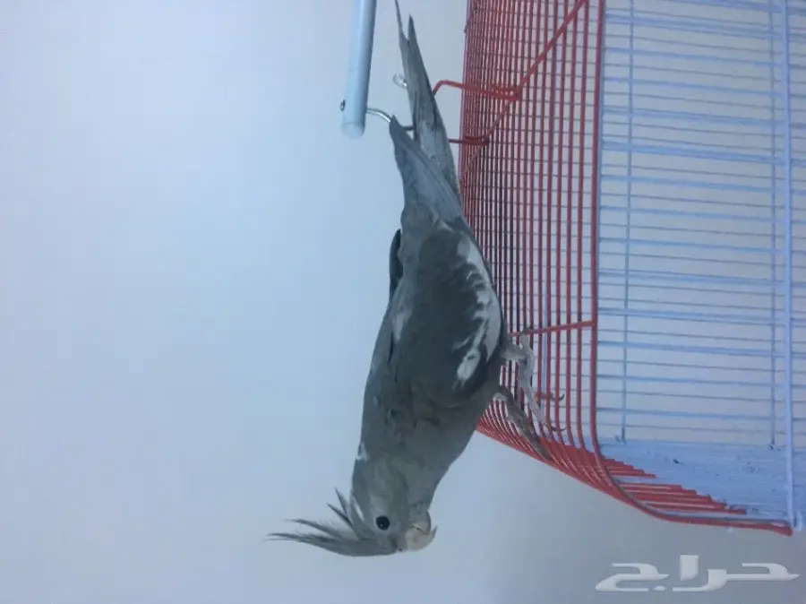 للبيع ببغاء هدد كروان مع القفص والاستاند (image 1)