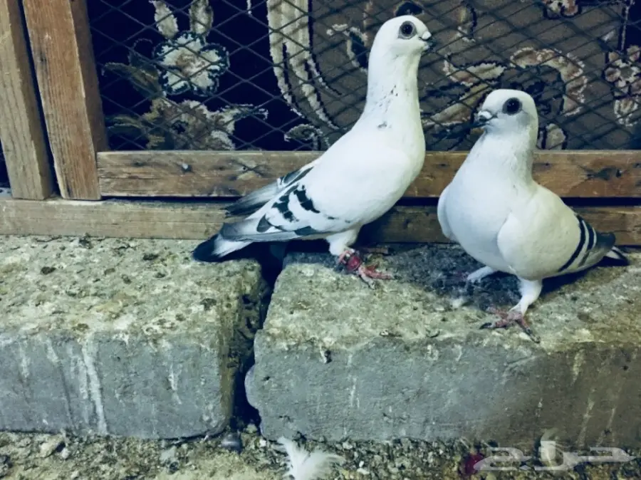 جوز بوز TOP (image 2)