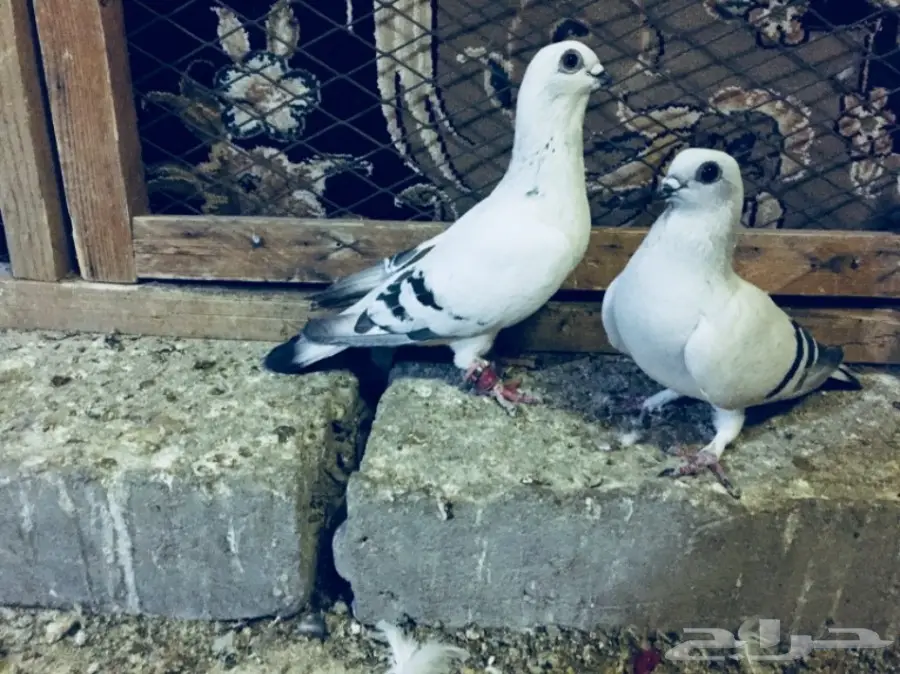 جوز بوز TOP (image 3)