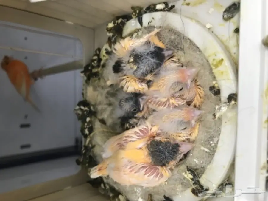 جوز كناري سوري معاه 5 فروخ