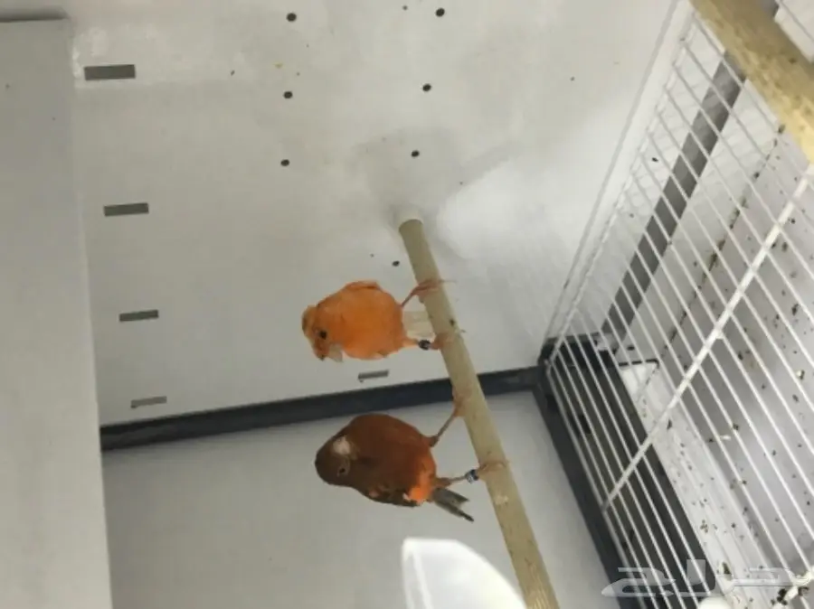 جوز كناري سوري معاه 5 فروخ (image 1)