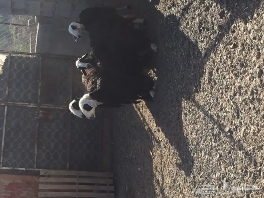 للبيع 4 نعاج نجديات منها 3 دفيع قريبه ولاده