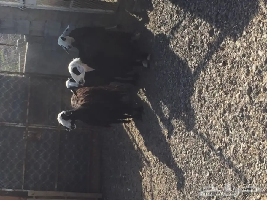 للبيع 4 نعاج نجديات منها 3 دفيع قريبه ولاده (image 1)