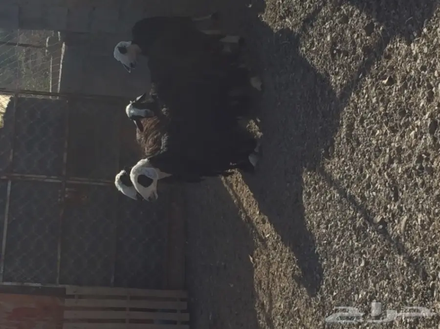 للبيع 4 نعاج نجديات منها 3 دفيع قريبه ولاده (image 2)