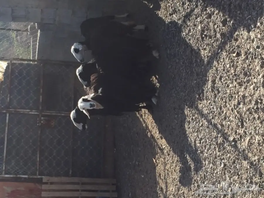 للبيع 4 نعاج نجديات منها 3 دفيع قريبه ولاده (image 3)