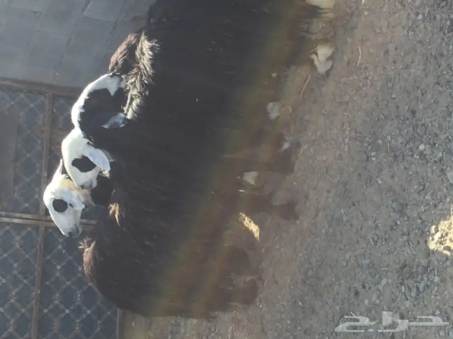 للبيع 4 نعاج نجديات منها 3 دفيع قريبه ولاده (image 4)