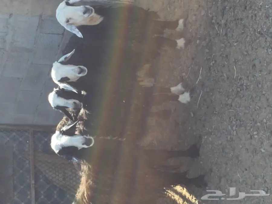 للبيع 4 نعاج نجديات منها 3 دفيع قريبه ولاده (image 5)