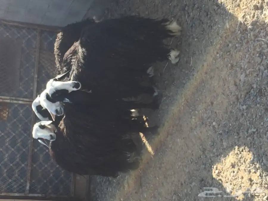 للبيع 4 نعاج نجديات منها 3 دفيع قريبه ولاده (image 6)