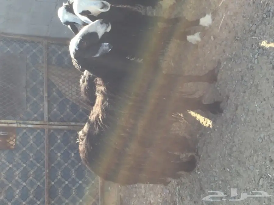 للبيع 4 نعاج نجديات منها 3 دفيع قريبه ولاده (image 7)