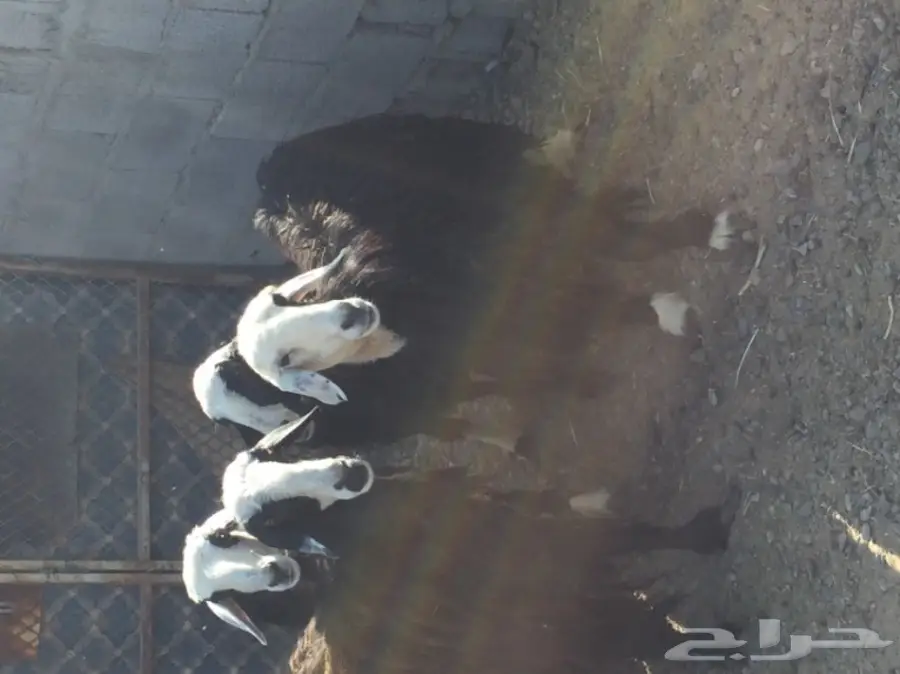 للبيع 4 نعاج نجديات منها 3 دفيع قريبه ولاده (image 8)