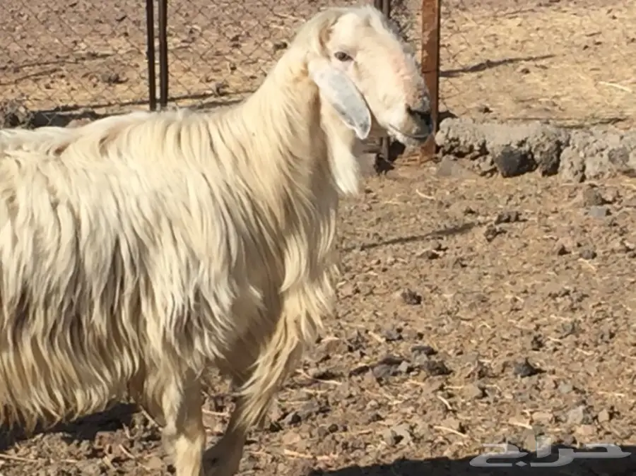 للبيع 4 نعاج نجديات منها 3 دفيع قريبه ولاده (image 9)