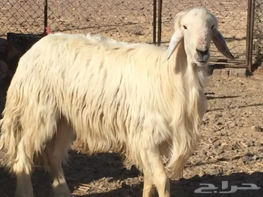 للبيع 4 نعاج نجديات منها 3 دفيع قريبه ولاده (image 10)