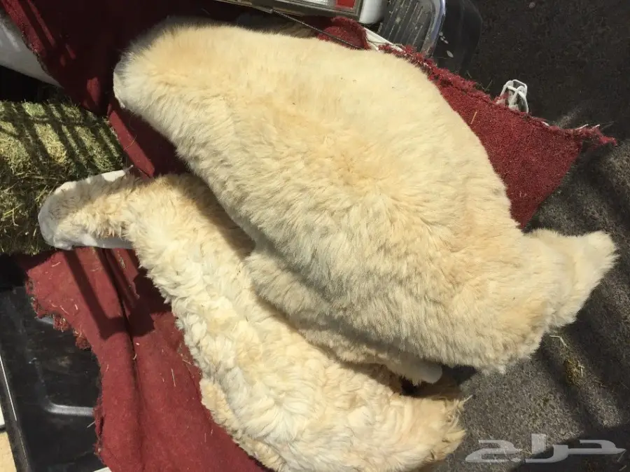 طليان حريه شحم وجبر ومقام  (image 1)