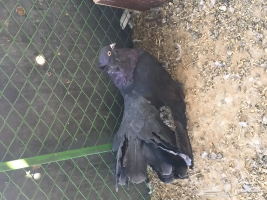 رقاصي امريكي (image 1)