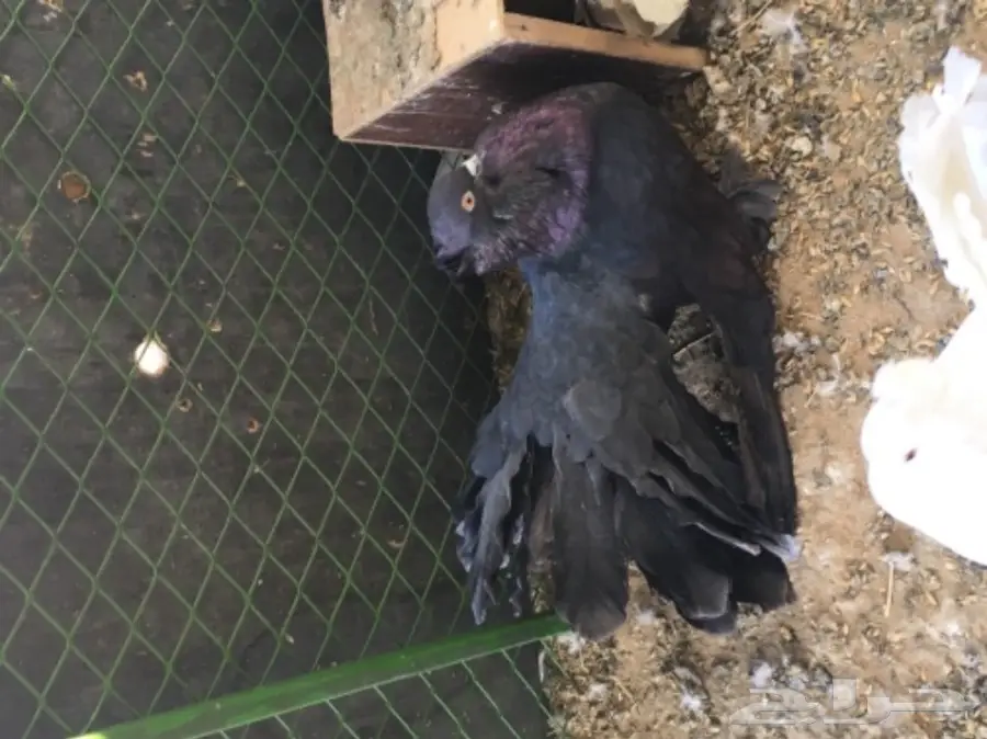 رقاصي امريكي (image 2)