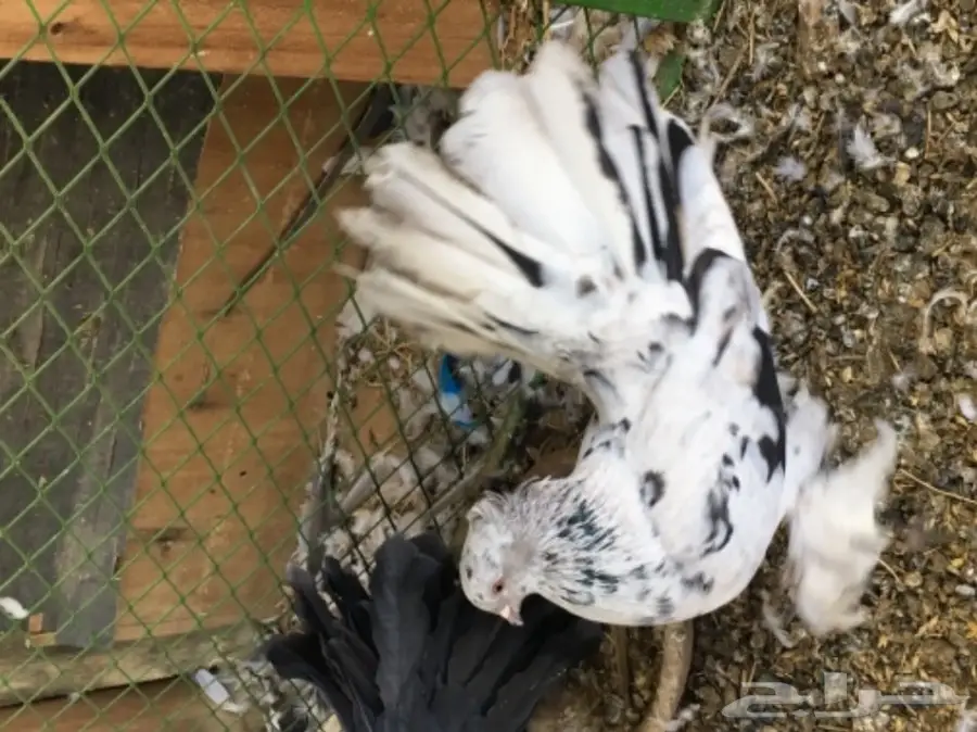 رقاصي امريكي (image 6)