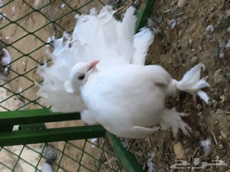 رقاصي امريكي (image 9)