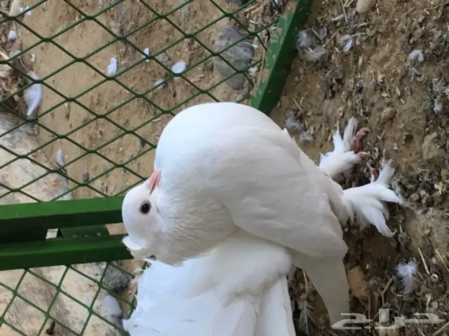 رقاصي امريكي (image 10)