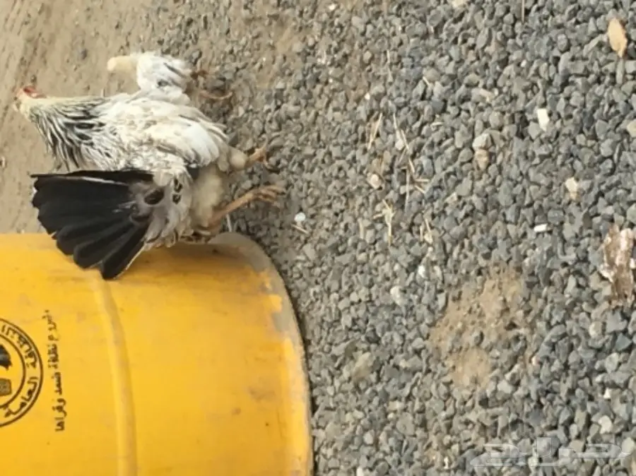 دجاج بلدي أصيل - فرصتك الآن! (image 3)