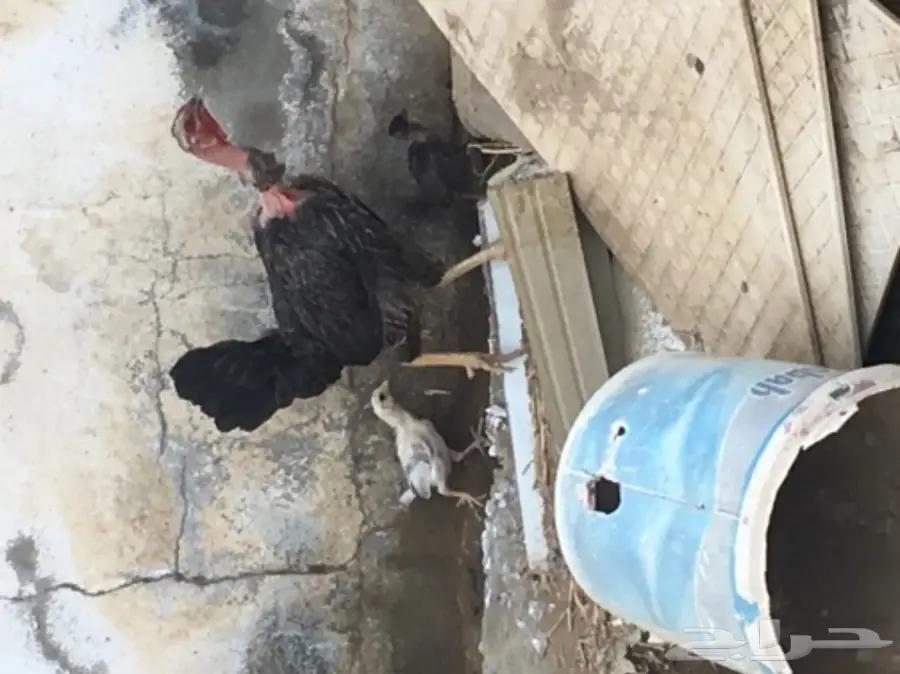 دجاج بلدي أصيل - فرصتك الآن! (image 5)