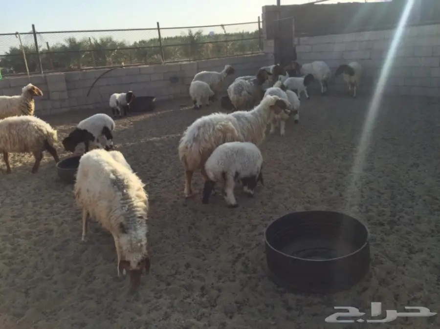 ضان نعيم ولد 17 تحتها 16 