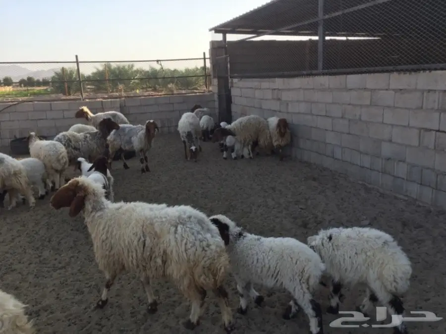 ضان نعيم ولد 17 تحتها 16  (image 1)