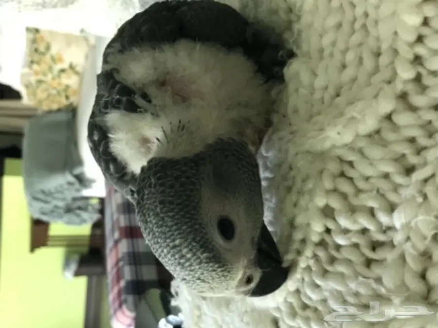 فرخ كاسكو ببغاء انتاج محلي عمر شهرين 