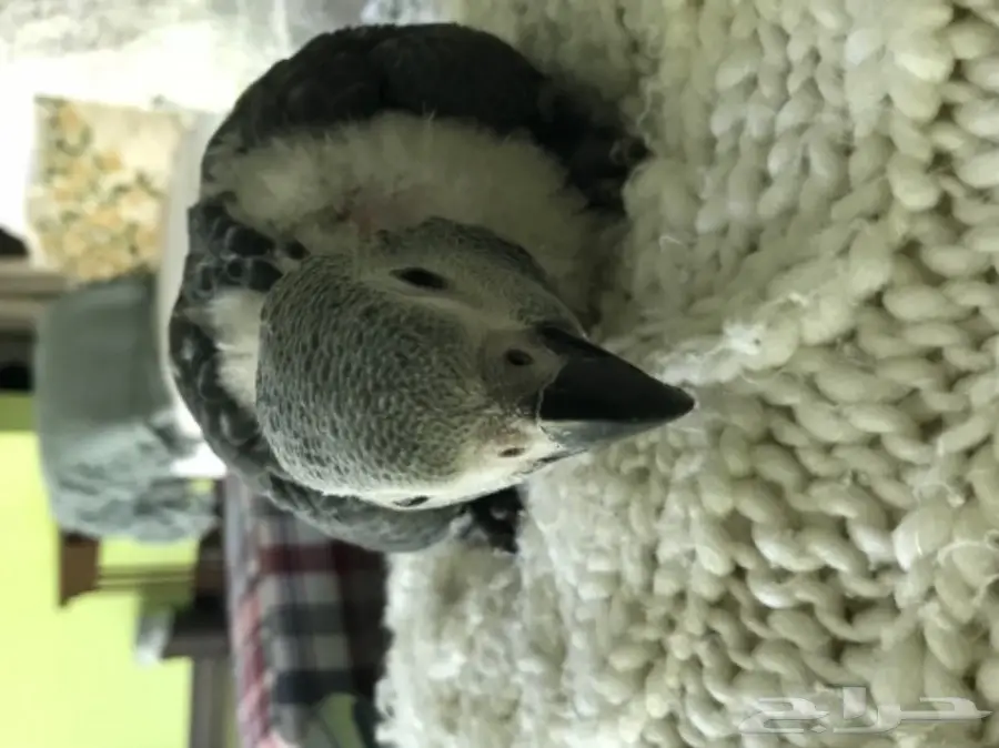 فرخ كاسكو ببغاء انتاج محلي عمر شهرين  (image 1)