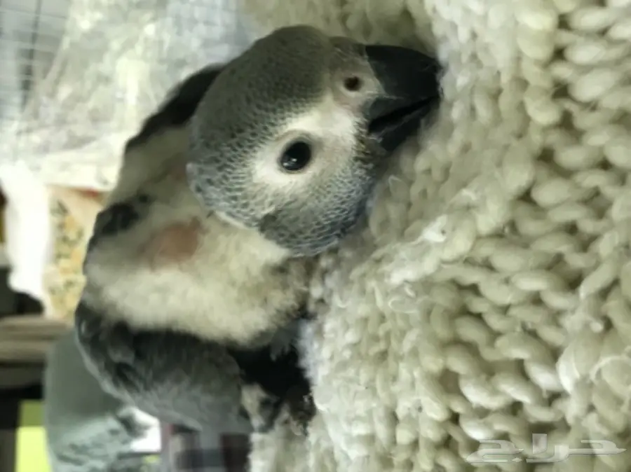 فرخ كاسكو ببغاء انتاج محلي عمر شهرين  (image 2)